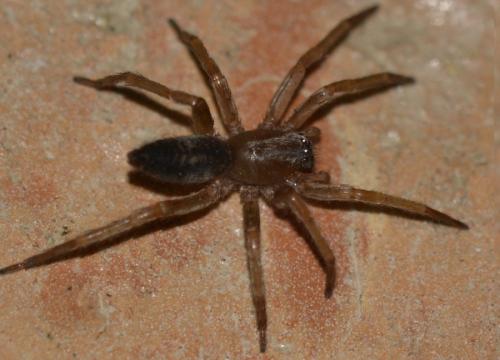 Clubiona corticalis